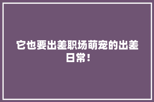 它也要出差职场萌宠的出差日常！ 百度SEO
