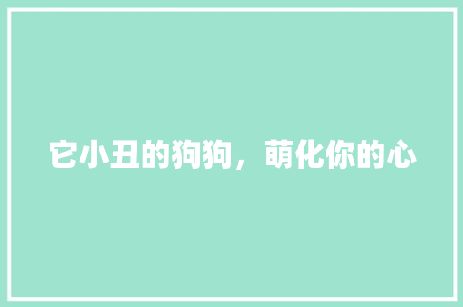 它小丑的狗狗，萌化你的心 搜狗SEO