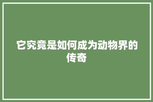 它究竟是如何成为动物界的传奇 SEO关键词