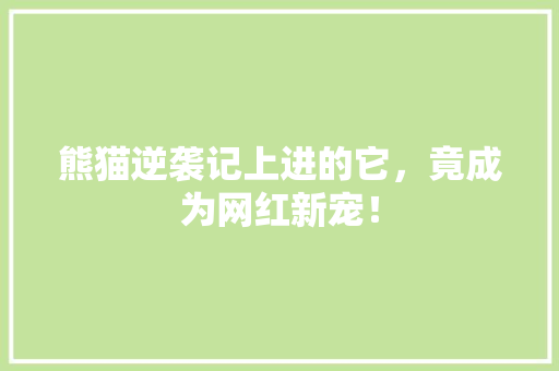 熊猫逆袭记上进的它，竟成为网红新宠！ SEO关键词