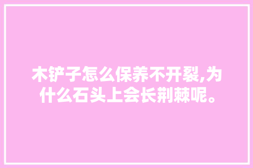 木铲子怎么保养不开裂,为什么石头上会长荆棘呢。