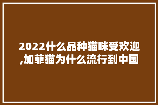 2022什么品种猫咪受欢迎,加菲猫为什么流行到中国。 2022什么品种猫咪受欢迎,加菲猫为什么流行到中国。 百度SEO