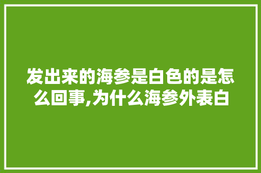 发出来的海参是白色的是怎么回事,为什么海参外表白色呢。 发出来的海参是白色的是怎么回事,为什么海参外表白色呢。 百度SEO