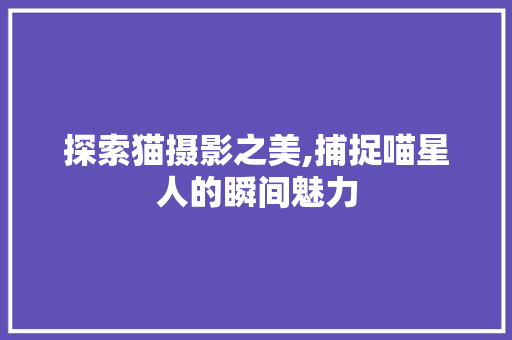 探索猫摄影之美,捕捉喵星人的瞬间魅力 探索猫摄影之美,捕捉喵星人的瞬间魅力 百度SEO