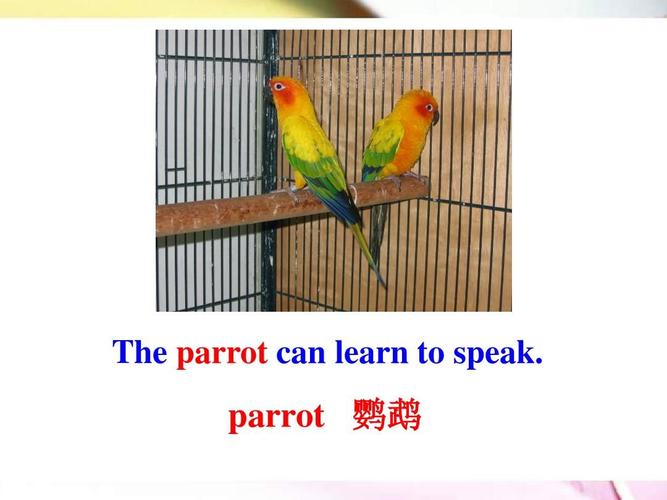英语简单描述鹦鹉的特点,英语鹦鹉为什么会说话。 神马SEO 英语简单描述鹦鹉的特点,英语鹦鹉为什么会说话。 英语简单描述鹦鹉的特点,英语鹦鹉为什么会说话。 神马SEO