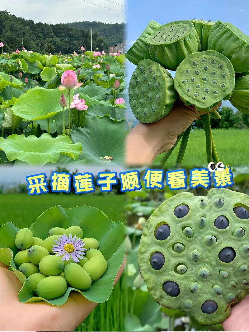 生的莲子吃的时候中间的芯去掉吗,吃莲子为什么要去芯子呢。 SEO关键词 生的莲子吃的时候中间的芯去掉吗,吃莲子为什么要去芯子呢。 生的莲子吃的时候中间的芯去掉吗,吃莲子为什么要去芯子呢。 SEO关键词