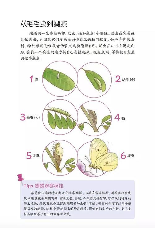 蝴蝶需要经历的阶段和寿命。,速记中96为什么是蝴蝶的意思。 SEO关键词 蝴蝶需要经历的阶段和寿命。,速记中96为什么是蝴蝶的意思。 蝴蝶需要经历的阶段和寿命。,速记中96为什么是蝴蝶的意思。 SEO关键词