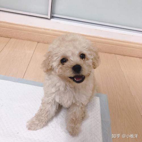 香槟色泰迪取名,为什么女生不能取名恩泽的名字。 必应SEO 香槟色泰迪取名,为什么女生不能取名恩泽的名字。 香槟色泰迪取名,为什么女生不能取名恩泽的名字。 必应SEO