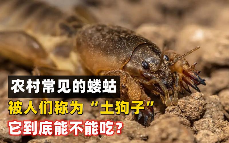 蝲蛄能吃吗,你喜欢蝼蛄吗 为什么呢。 搜狗SEO 蝲蛄能吃吗,你喜欢蝼蛄吗 为什么呢。 蝲蛄能吃吗,你喜欢蝼蛄吗 为什么呢。 搜狗SEO
