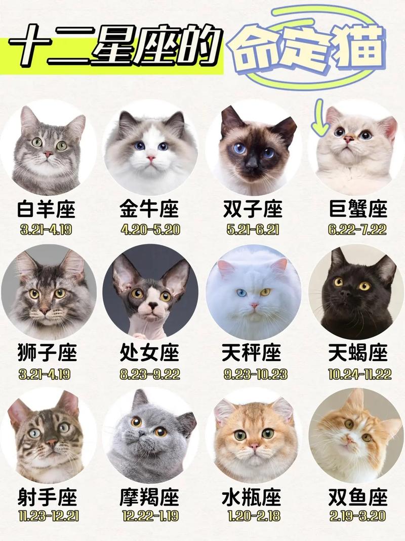 十二星座喜欢养什么动物,为什么天秤座都喜欢猫咪。 十二星座喜欢养什么动物,为什么天秤座都喜欢猫咪。 百度SEO