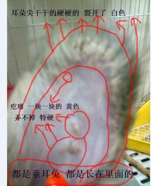 域名解析,兔子耳朵卷了怎么回事。 域名解析,兔子耳朵卷了怎么回事。 神马SEO