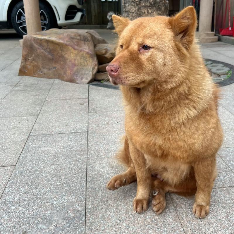 平安狗seo_青桐seo聊一聊网站安然那些事 必应SEO 平安狗seo_青桐seo聊一聊网站安然那些事 平安狗seo_青桐seo聊一聊网站安然那些事 必应SEO