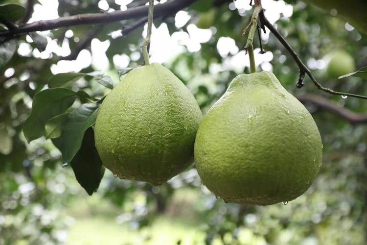 永州seo运营_湖南江永喷鼻香柚家当成长策略研究 永州seo运营_湖南江永喷鼻香柚家当成长策略研究 百度SEO