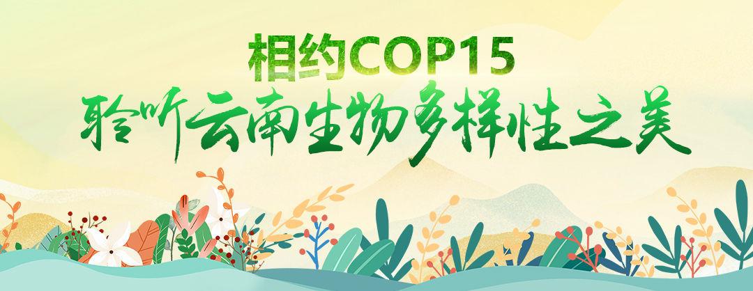 seo黑马白马_揭秘联合国为何选择在云南召开生物多样性大年夜会 必应SEO seo黑马白马_揭秘联合国为何选择在云南召开生物多样性大年夜会 seo黑马白马_揭秘联合国为何选择在云南召开生物多样性大年夜会 必应SEO
