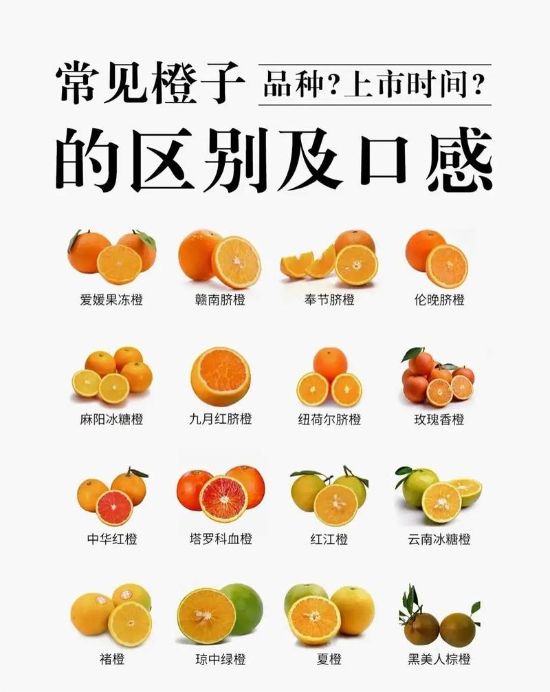 橙子seo查询_抖音推广必备对象之橙子建站功能和用法介绍 必应SEO 橙子seo查询_抖音推广必备对象之橙子建站功能和用法介绍 橙子seo查询_抖音推广必备对象之橙子建站功能和用法介绍 必应SEO