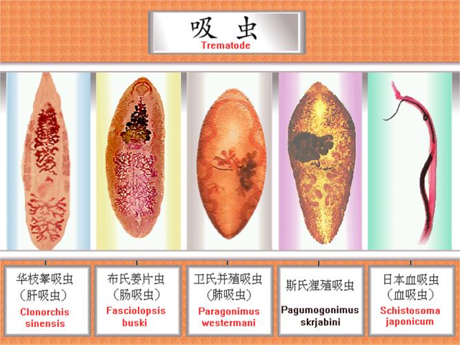 临河网站seo_关于日料里的寄生虫你想知道和不想知道的都在这里 网站建设公司 临河网站seo_关于日料里的寄生虫你想知道和不想知道的都在这里 临河网站seo_关于日料里的寄生虫你想知道和不想知道的都在这里 网站建设公司