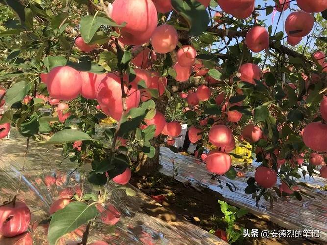 博山seo公司_山东公共品牌传播影响力8月排名出炉莱阳梨跃升6位 博山seo公司_山东公共品牌传播影响力8月排名出炉莱阳梨跃升6位 网站建设公司