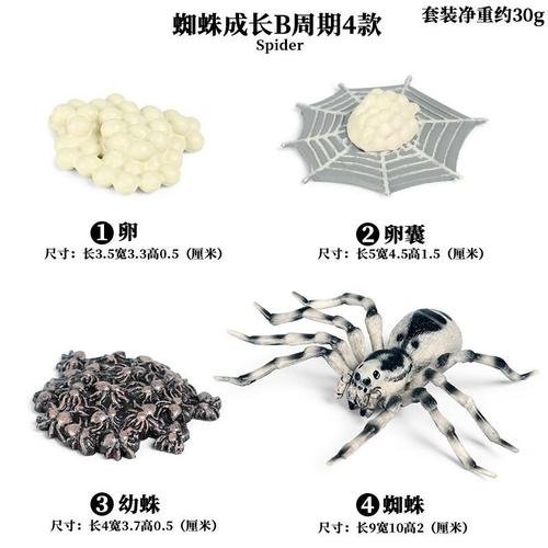 蜘蛛屯说说seo_捕鸟蛛基本喂养道具篇 百度SEO 蜘蛛屯说说seo_捕鸟蛛基本喂养道具篇 蜘蛛屯说说seo_捕鸟蛛基本喂养道具篇 百度SEO