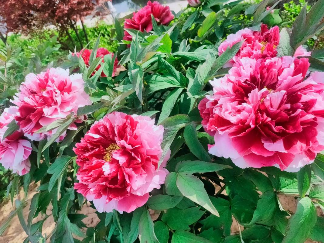 菏泽短视频seo_菏泽抖音小轨范开拓 必应SEO 菏泽短视频seo_菏泽抖音小轨范开拓 菏泽短视频seo_菏泽抖音小轨范开拓 必应SEO