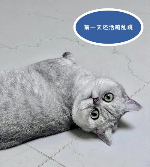 猫咪社区域名查询seo_安卓期末大年夜功课猫咪社区源码责任书 搜狗SEO 猫咪社区域名查询seo_安卓期末大年夜功课猫咪社区源码责任书 猫咪社区域名查询seo_安卓期末大年夜功课猫咪社区源码责任书 搜狗SEO