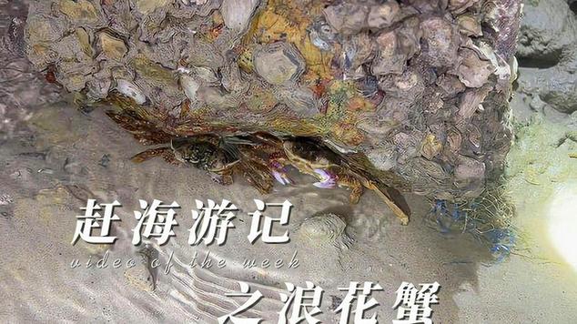 莆田seo外包虾哥收集_西瓜视频独家签约16位赶海创作者邀全平易近一路云赶海 搜狗SEO 莆田seo外包虾哥收集_西瓜视频独家签约16位赶海创作者邀全平易近一路云赶海 莆田seo外包虾哥收集_西瓜视频独家签约16位赶海创作者邀全平易近一路云赶海 搜狗SEO