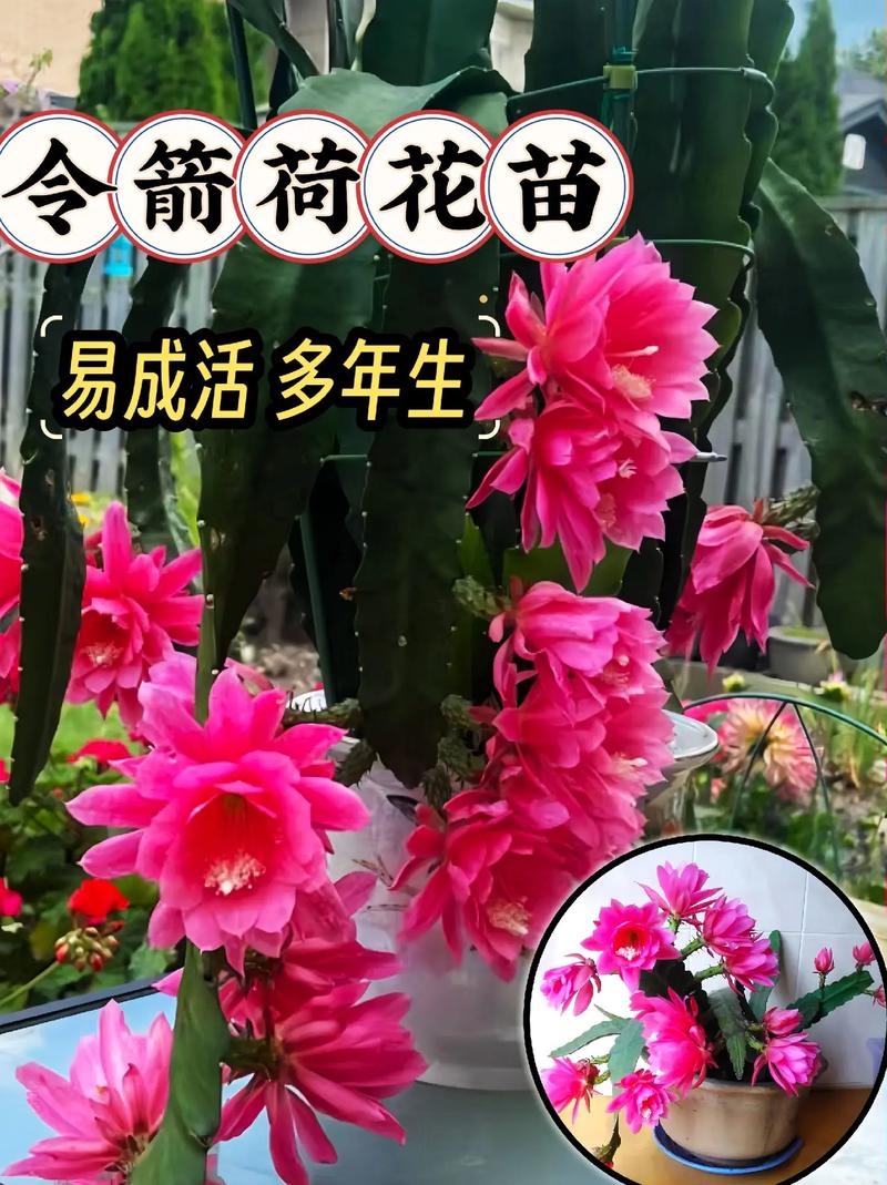 令箭荷花上seo浇水吗_令箭荷花春季开花浇水肥要掌握早了落花苞晚了叶片瘦 SEO关键词 令箭荷花上seo浇水吗_令箭荷花春季开花浇水肥要掌握早了落花苞晚了叶片瘦 令箭荷花上seo浇水吗_令箭荷花春季开花浇水肥要掌握早了落花苞晚了叶片瘦 SEO关键词