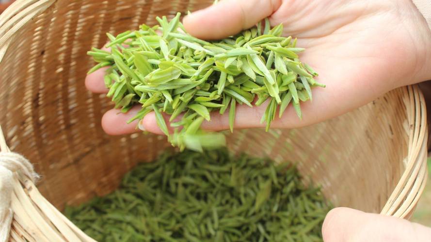 湄潭百度seo优化价钱_茶叶变金叶这个茶区有妙招 搜狗SEO 湄潭百度seo优化价钱_茶叶变金叶这个茶区有妙招 湄潭百度seo优化价钱_茶叶变金叶这个茶区有妙招 搜狗SEO