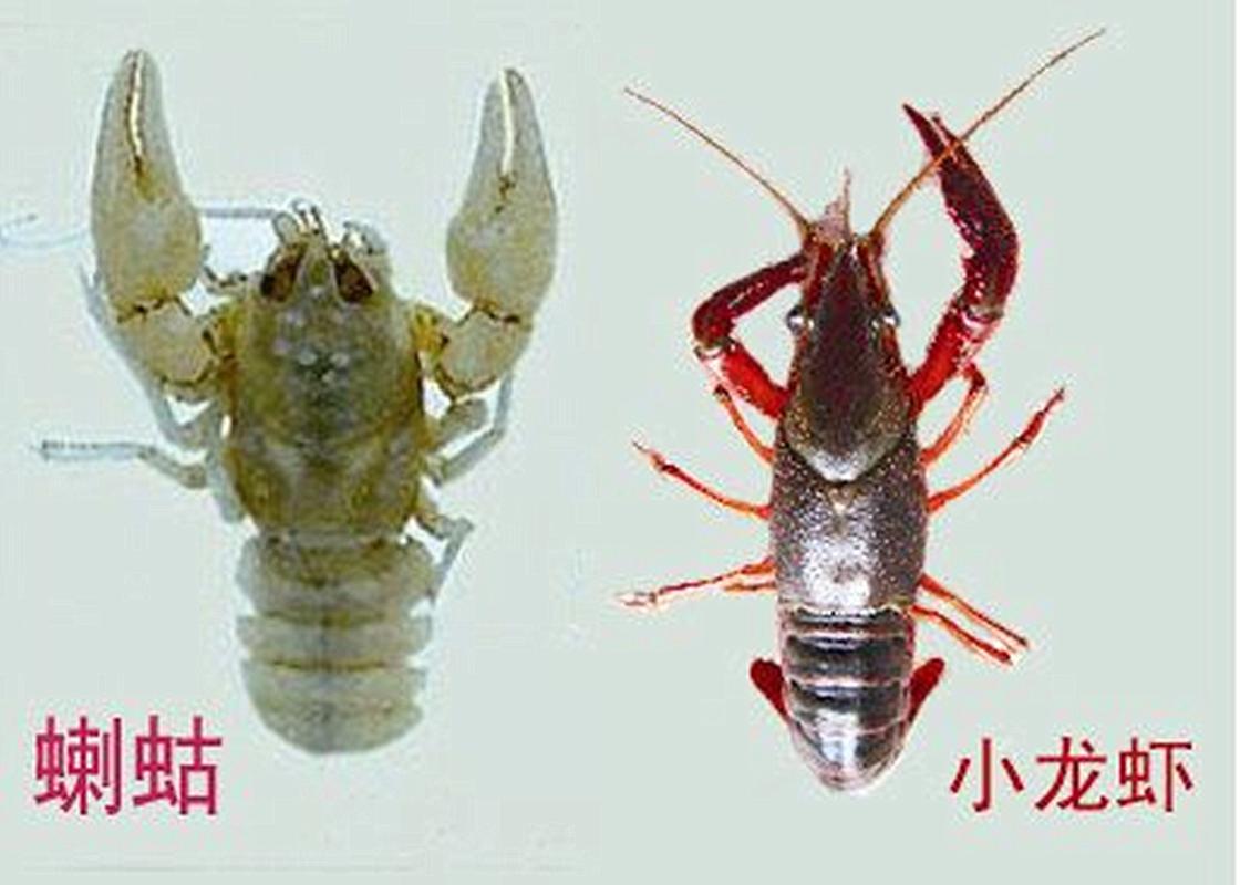 潜江百度霸屏seo软件_想你分歧凡响的小龙虾之歌 百度SEO 潜江百度霸屏seo软件_想你分歧凡响的小龙虾之歌 潜江百度霸屏seo软件_想你分歧凡响的小龙虾之歌 百度SEO