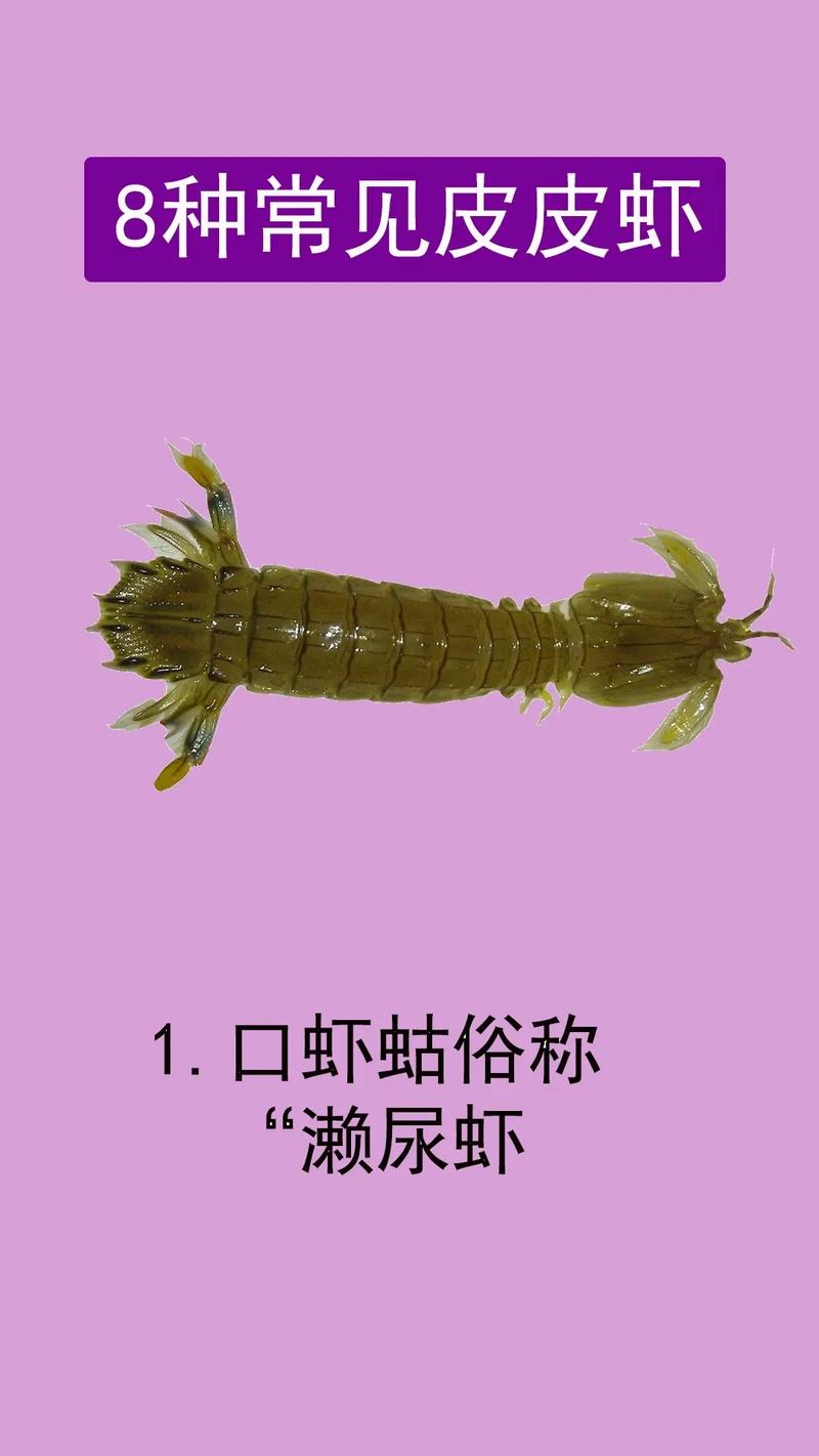 皮皮虾导航seo综合查询_皮皮虾导航是什么皮皮虾导航有哪些功能和特点 网站建设公司 皮皮虾导航seo综合查询_皮皮虾导航是什么皮皮虾导航有哪些功能和特点 皮皮虾导航seo综合查询_皮皮虾导航是什么皮皮虾导航有哪些功能和特点 网站建设公司