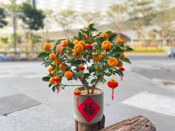 桔子seo查询3482c_年花低至5元大年夜批年桔年花等你选购没有中心商赚差价 神马SEO 桔子seo查询3482c_年花低至5元大年夜批年桔年花等你选购没有中心商赚差价 桔子seo查询3482c_年花低至5元大年夜批年桔年花等你选购没有中心商赚差价 神马SEO