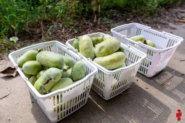 seo排名对象崇明甜柚收集_中国精品生果采购指南1000个村的特色生果 神马SEO seo排名对象崇明甜柚收集_中国精品生果采购指南1000个村的特色生果 seo排名对象崇明甜柚收集_中国精品生果采购指南1000个村的特色生果 神马SEO