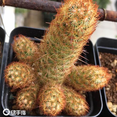 seo营销玖金手指花总28_天天花2小时做淘宝网店从此拜别拿去世工资免费送20G干货教程 网站建设公司 seo营销玖金手指花总28_天天花2小时做淘宝网店从此拜别拿去世工资免费送20G干货教程 seo营销玖金手指花总28_天天花2小时做淘宝网店从此拜别拿去世工资免费送20G干货教程 网站建设公司
