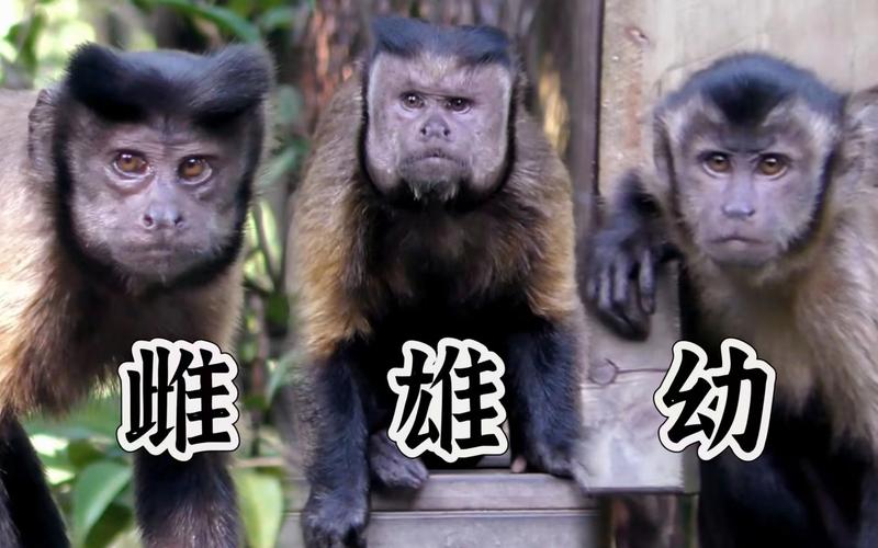 黑帽seo劫持教程十节价钱_解决黑帽seo劫持问题|详剖解析菜鸟都看得懂的内容 搜狗SEO 黑帽seo劫持教程十节价钱_解决黑帽seo劫持问题|详剖解析菜鸟都看得懂的内容 黑帽seo劫持教程十节价钱_解决黑帽seo劫持问题|详剖解析菜鸟都看得懂的内容 搜狗SEO