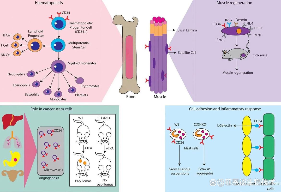 cd341,一种新型材料在生物医学领域的应用与展望 神马SEO cd341,一种新型材料在生物医学领域的应用与展望 cd341,一种新型材料在生物医学领域的应用与展望 神马SEO