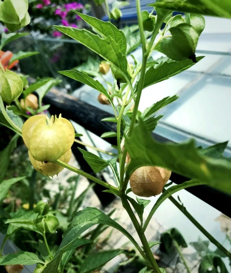 叶草2b001,探寻新型绿色植物的奥秘 SEO关键词 叶草2b001,探寻新型绿色植物的奥秘 叶草2b001,探寻新型绿色植物的奥秘 SEO关键词