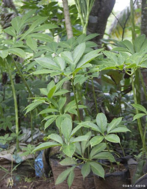 叶草g4411,探寻古老植物的神奇魅力 百度SEO 叶草g4411,探寻古老植物的神奇魅力 叶草g4411,探寻古老植物的神奇魅力 百度SEO