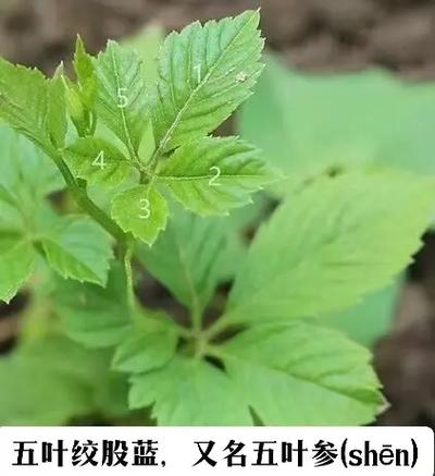 叶草G6914,探寻传统草药的现代价值与应用 神马SEO 叶草G6914,探寻传统草药的现代价值与应用 叶草G6914,探寻传统草药的现代价值与应用 神马SEO