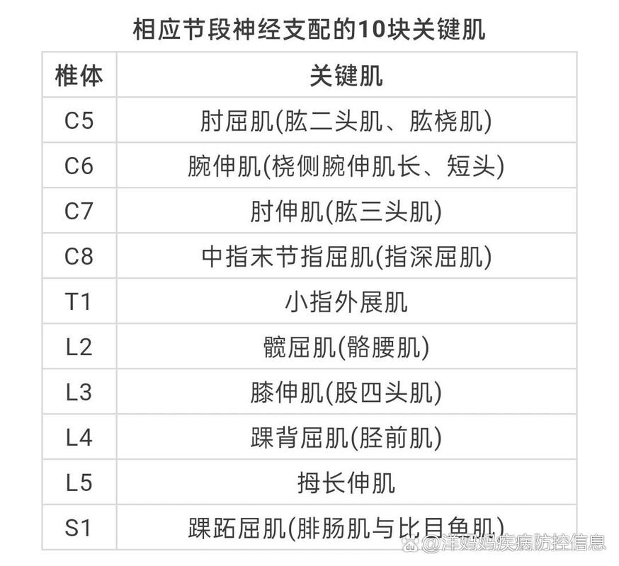 影响肌力的关键因素分析 影响肌力的关键因素分析 神马SEO