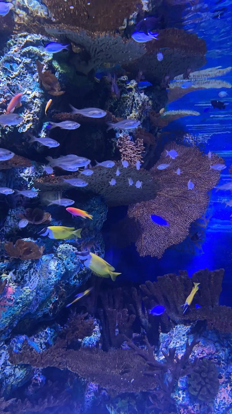 打造海洋世界奇观,探索水族馆的奇妙之旅 SEO关键词 打造海洋世界奇观,探索水族馆的奇妙之旅 打造海洋世界奇观,探索水族馆的奇妙之旅 SEO关键词