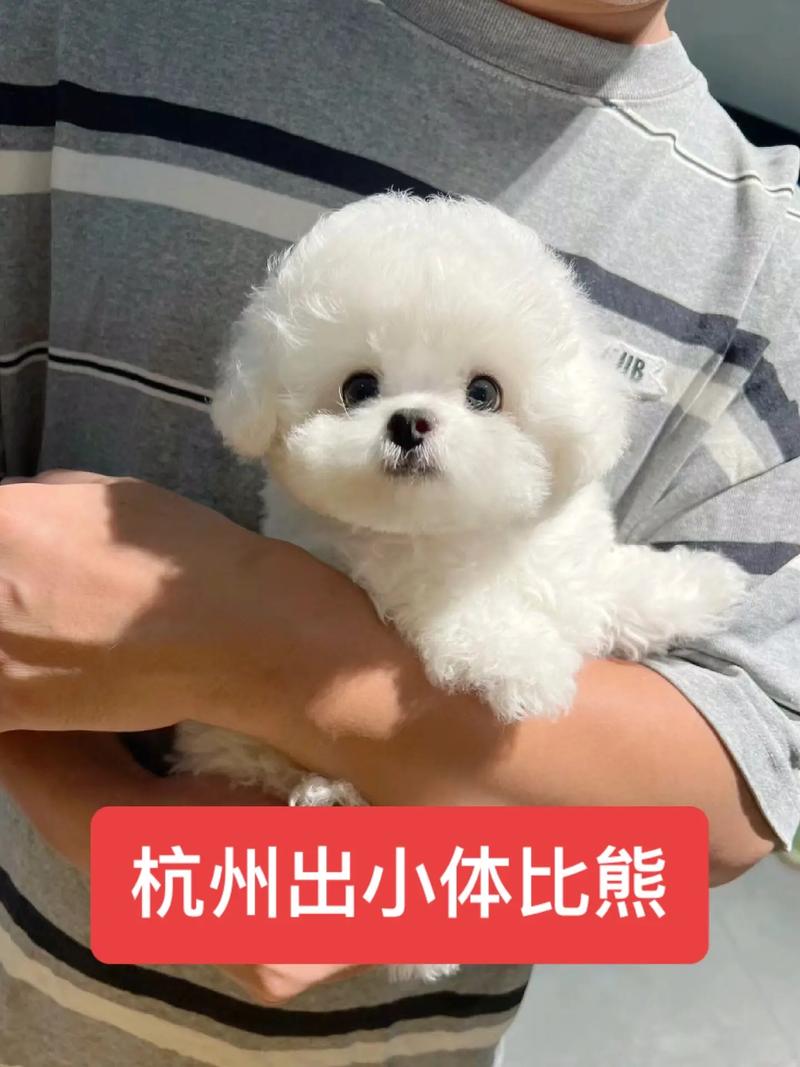 打造温馨家园,宠物窝网站助力宠物生活品质提升 神马SEO 打造温馨家园,宠物窝网站助力宠物生活品质提升 打造温馨家园,宠物窝网站助力宠物生活品质提升 神马SEO