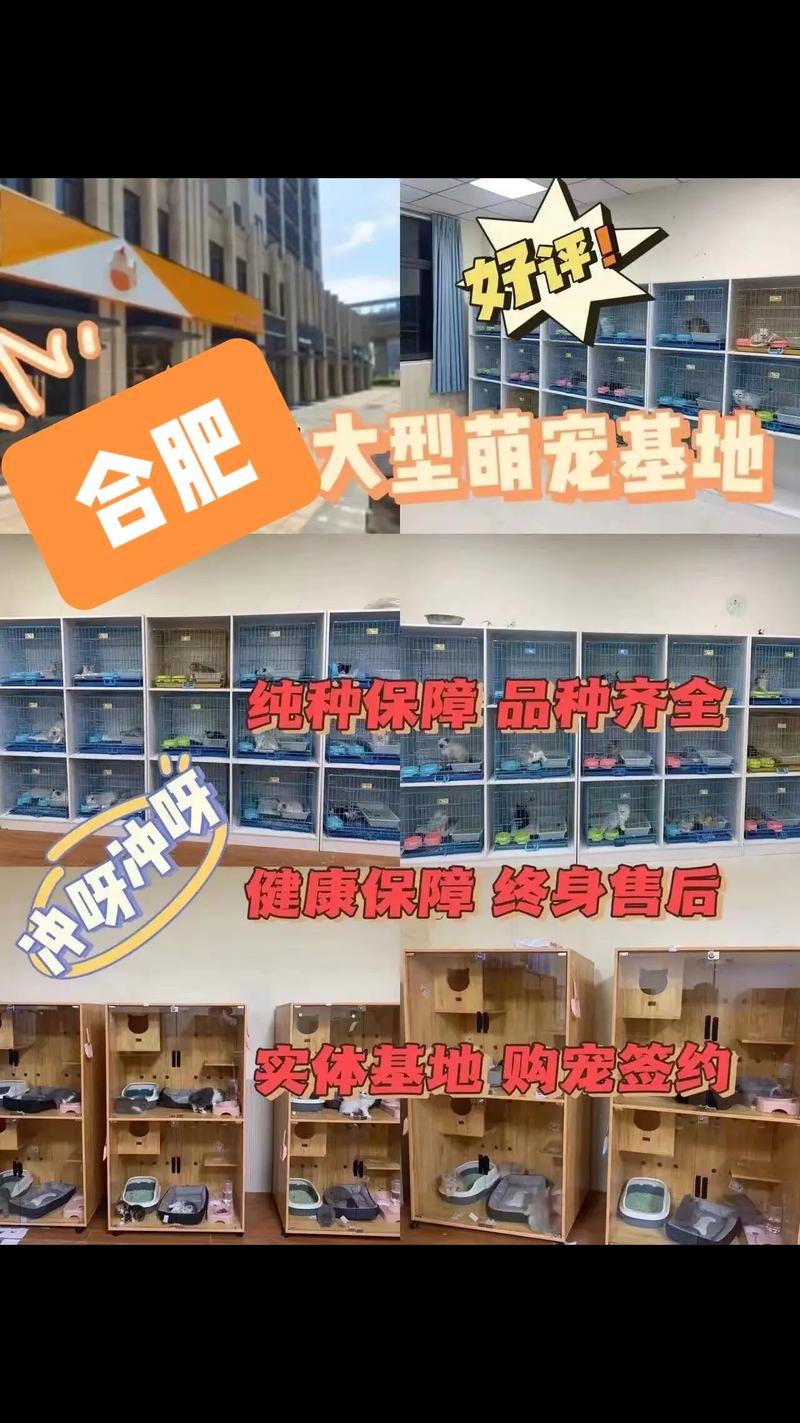 打造温馨猫舍,从设计到养护的宠物网站全方位指南 搜狗SEO 打造温馨猫舍,从设计到养护的宠物网站全方位指南 打造温馨猫舍,从设计到养护的宠物网站全方位指南 搜狗SEO