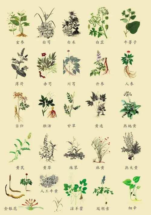 探寻叶草G5722,传统中草药的神秘力量 网站建设公司 探寻叶草G5722,传统中草药的神秘力量 探寻叶草G5722,传统中草药的神秘力量 网站建设公司