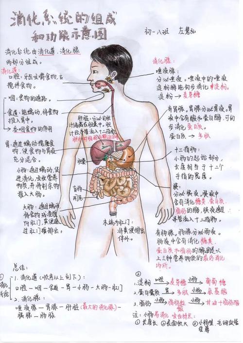 探索人类设计图,介绍人体结构与功能的艺术 探索人类设计图,介绍人体结构与功能的艺术 网站建设公司
