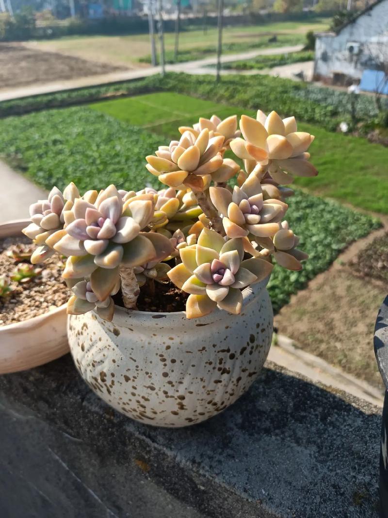 探索多肉植物之美,多肉网站设计图解读 SEO关键词 探索多肉植物之美,多肉网站设计图解读 探索多肉植物之美,多肉网站设计图解读 SEO关键词