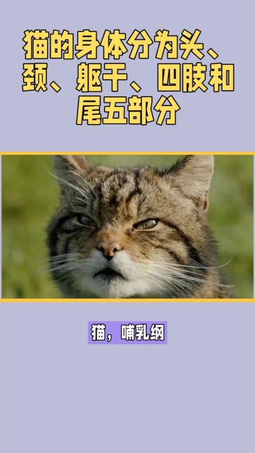 探索澳洲猫的独特魅力,品种、习性与文化传承 探索澳洲猫的独特魅力,品种、习性与文化传承 百度SEO