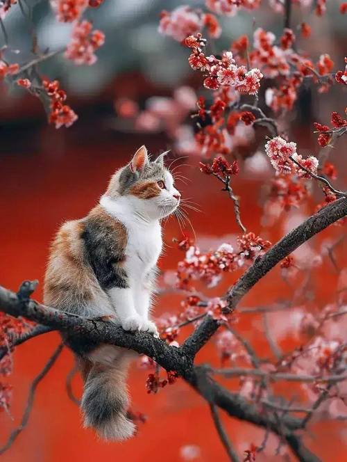 探索猫摄影之美,捕捉喵星人的瞬间魅力 探索猫摄影之美,捕捉喵星人的瞬间魅力 百度SEO