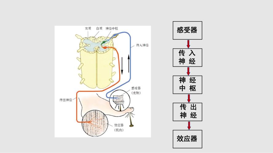 数据总线,现代信息时代的“神经中枢” 百度SEO 数据总线,现代信息时代的“神经中枢” 数据总线,现代信息时代的“神经中枢” 百度SEO