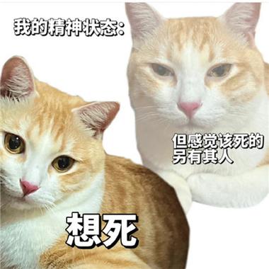 暴躁老姐表情包,网络文化的缩影与反思 暴躁老姐表情包,网络文化的缩影与反思 必应SEO
