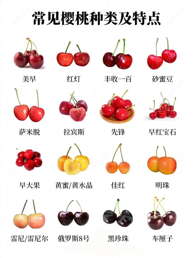 樱桃网站,设计之美,体验之魂 必应SEO 樱桃网站,设计之美,体验之魂 樱桃网站,设计之美,体验之魂 必应SEO