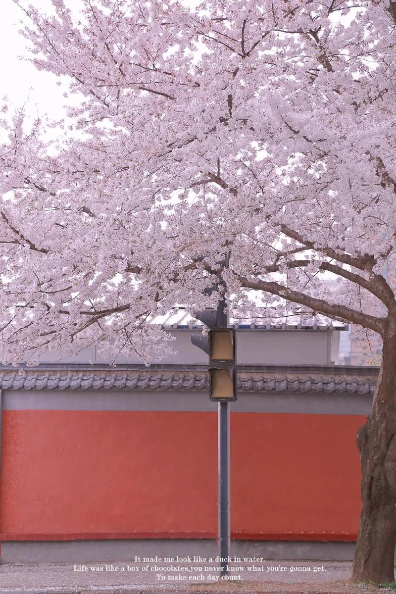 樱花树,承载历史的诗意与生命的力量 SEO关键词 樱花树,承载历史的诗意与生命的力量 樱花树,承载历史的诗意与生命的力量 SEO关键词